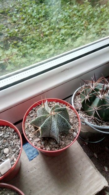 Astrophytum ornatum v. glabrescens - Astrophytum