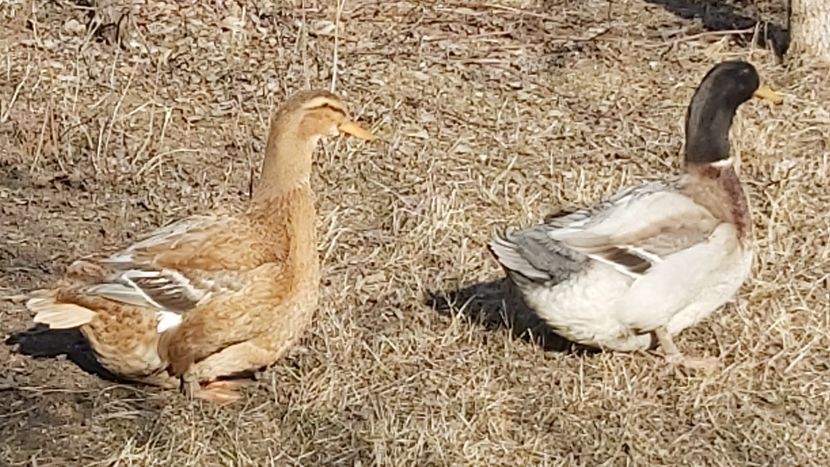  - E-Rațe Rouen Albastru