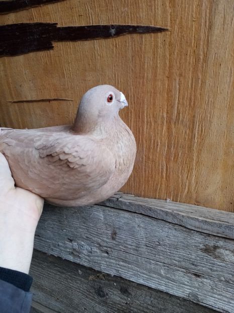  - Femele pentru 2020