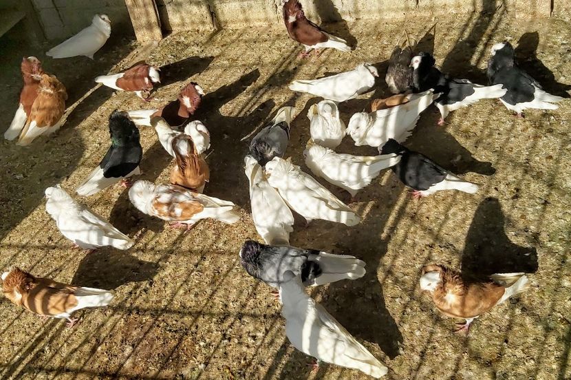  - M-Porumbei Capucini