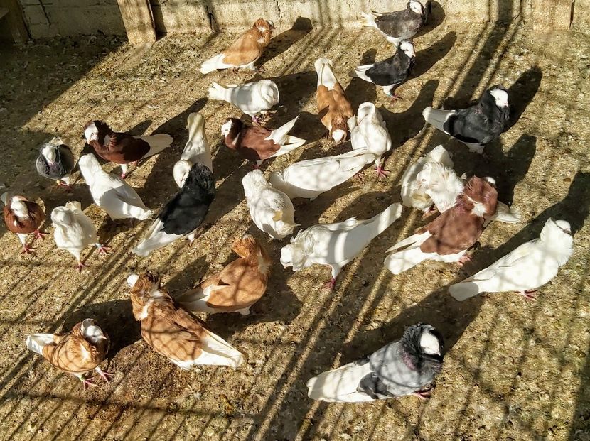  - M-Porumbei Capucini