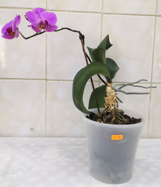O7 - Orhidee