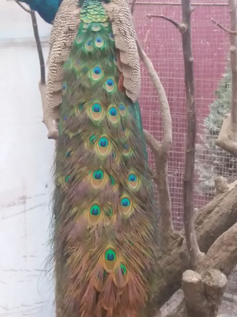  - Pauni
