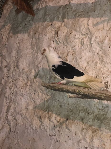 4E4BFF82-BD09-48F0-8A76-077595A881B4 - tineret 2014