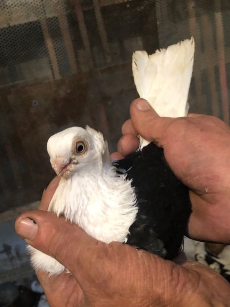 8D6F1908-03A9-42B8-80D3-545F9D3DF221 - tineret 2014