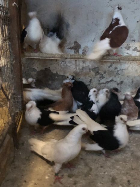 E762623F-387B-400C-B417-2B505E08A519 - tineret 2014