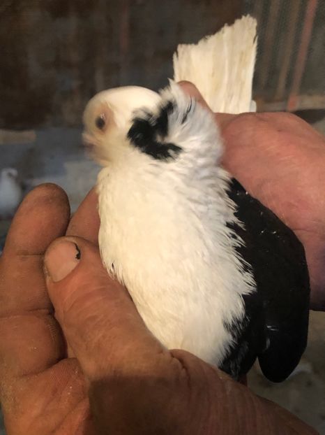 86E8854B-0D3C-4B28-9231-B82ED430A4A3 - tineret 2014