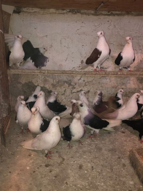 9467E24F-C18F-465B-A028-A16C75C88591 - tineret 2014