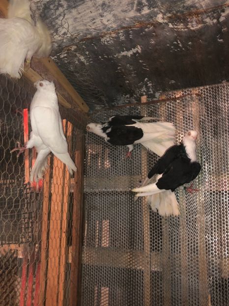 756F4C9D-8261-44C3-A289-12D078B81974 - tineret 2014