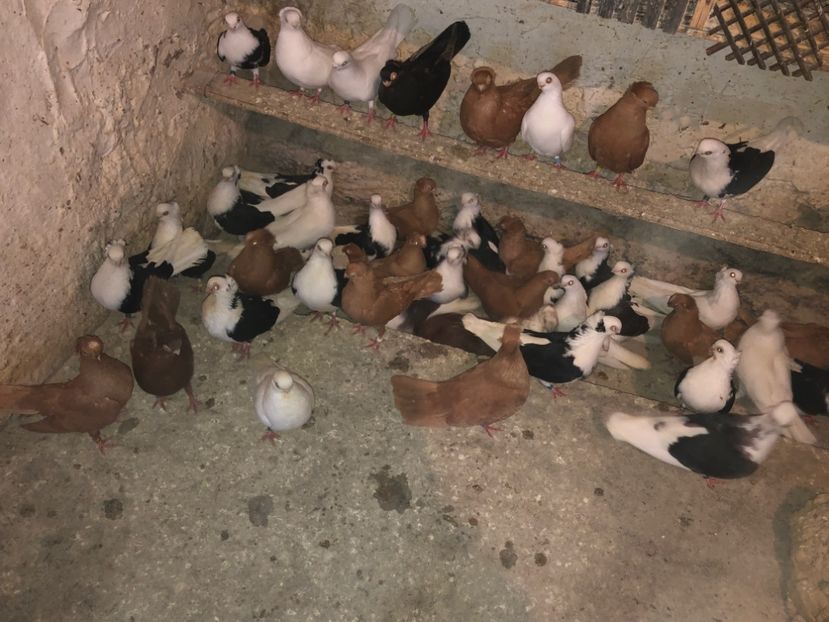 6A464BDE-676D-4441-A9C0-20795CA9CFA5 - tineret 2014