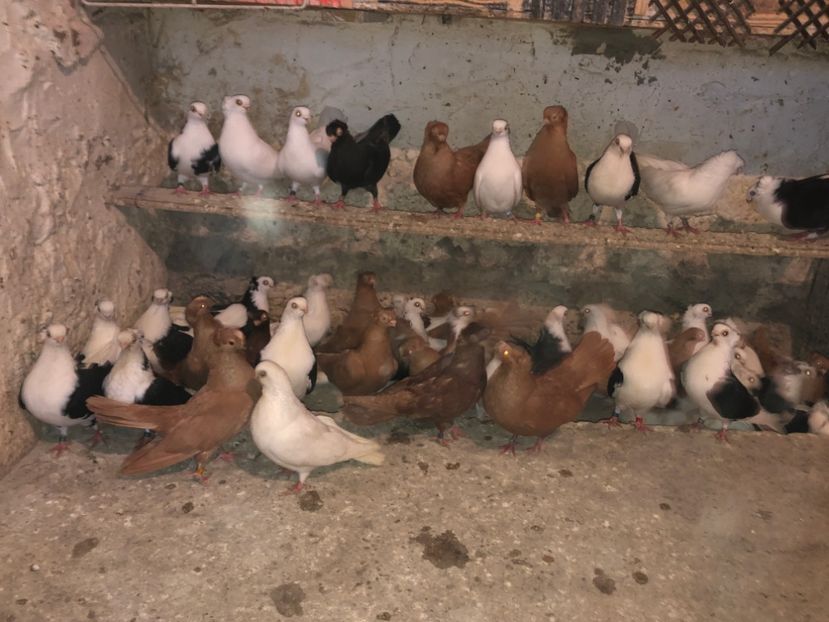 152E8659-9E9B-4989-93A0-ED6124A4A002 - tineret 2014