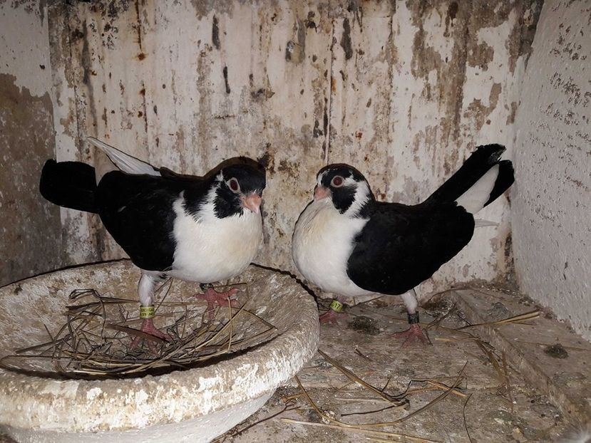  - Porumbei Galateni Mascatii Pe Negru