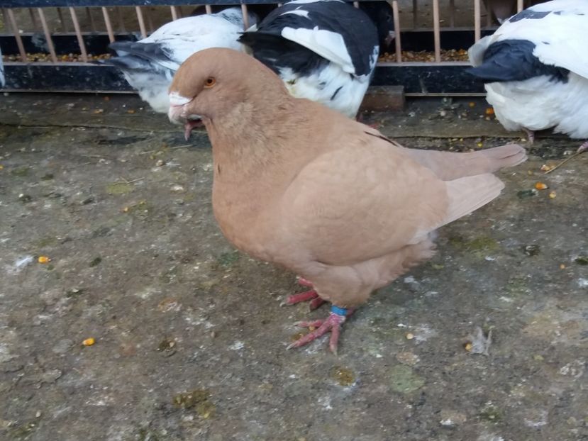  - Porumbei americani