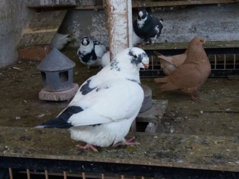  - Porumbei americani