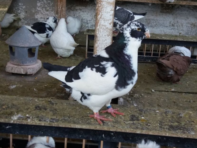 M-2018 - Porumbei americani