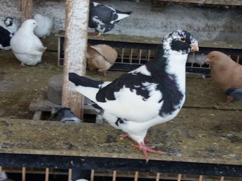  - Porumbei americani