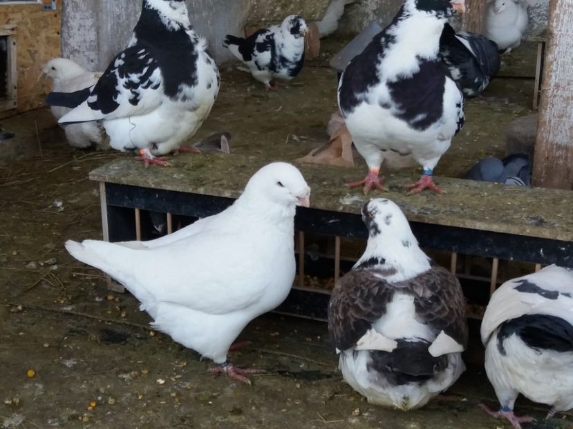 M2016 - Porumbei americani