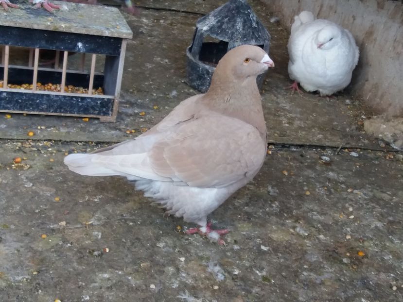  - Porumbei americani