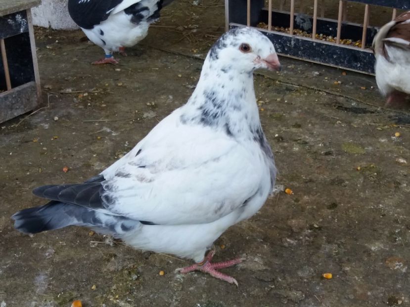 M-2019(ultimul pui) - Porumbei americani