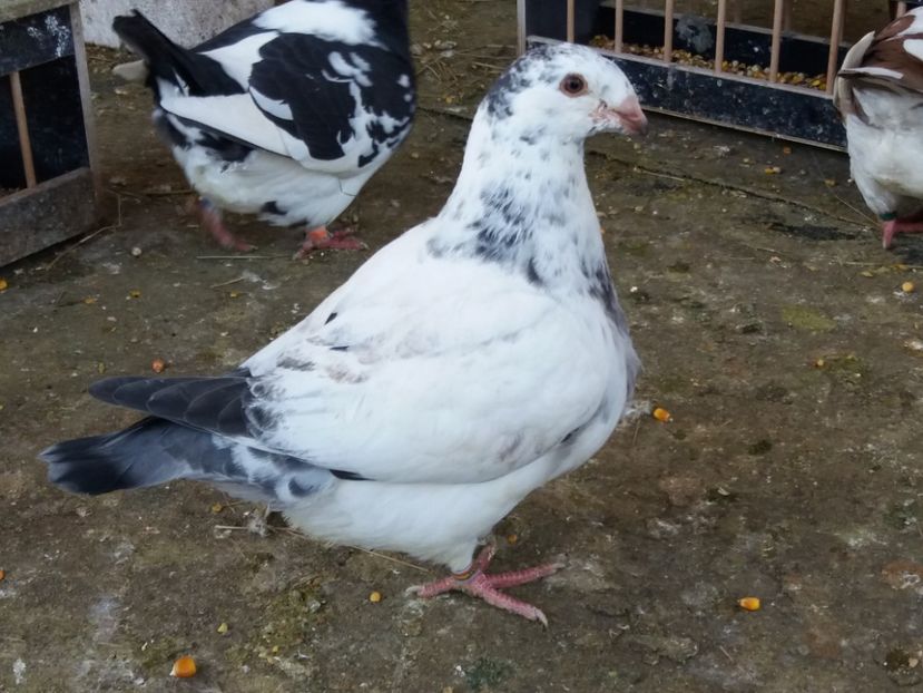  - Porumbei americani