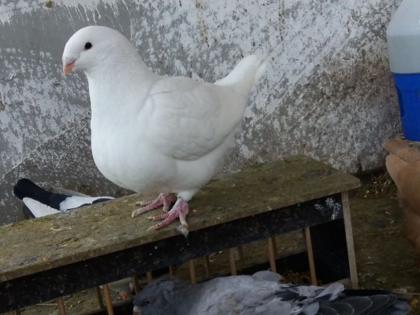 F-2019 - Porumbei americani