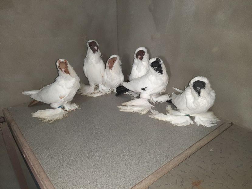 Cristizci24 - Cap de maur