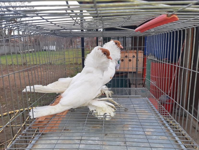 Cristizci24 - Cap de maur