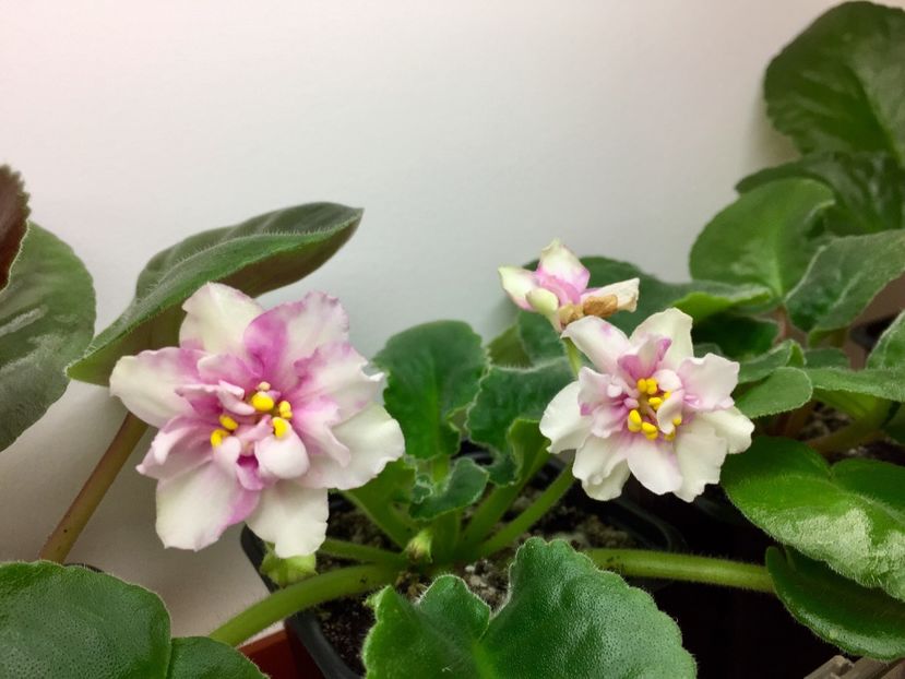  - EK-Pearl Marshmallow