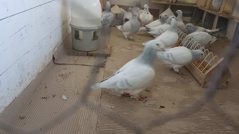  - 0- SEINI 26 IAN 2020