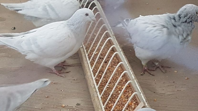  - 0- SEINI 26 IAN 2020