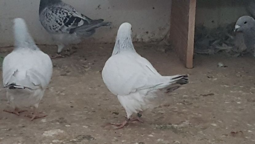  - 0- SEINI 26 IAN 2020