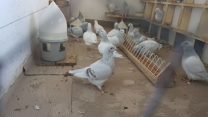  - 0- SEINI 26 IAN 2020