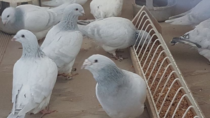  - 0- SEINI 26 IAN 2020