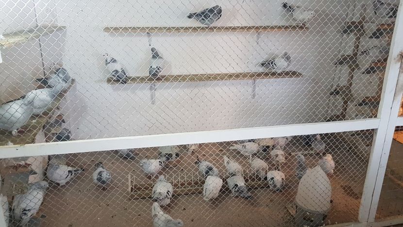  - 0- SEINI 26 IAN 2020