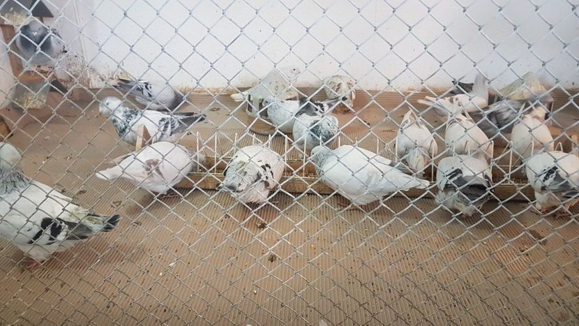  - 0- SEINI 26 IAN 2020