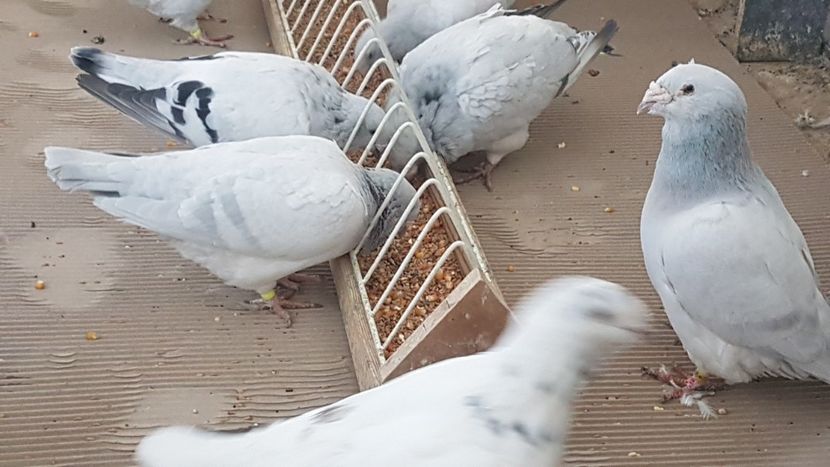  - 0- SEINI 26 IAN 2020