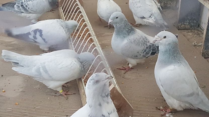  - 0- SEINI 26 IAN 2020