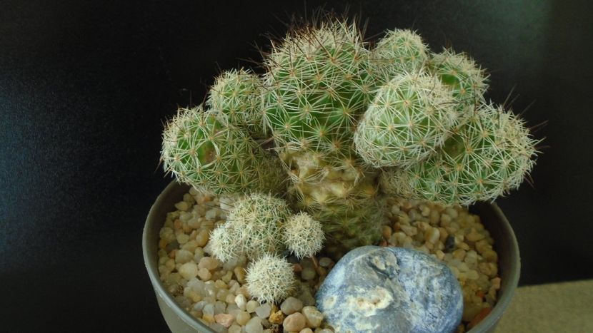 Mammillaria vetula ssp. gracilis cv. Roi Baudoin - Cactusi 2020 - catalogare 3