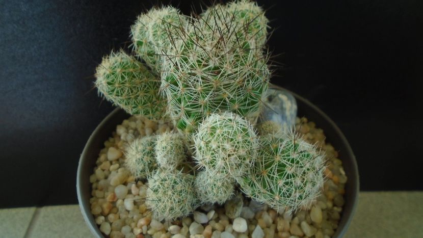 Mammillaria vetula ssp. gracilis cv. Roi Baudoin - Cactusi 2020 - catalogare 3