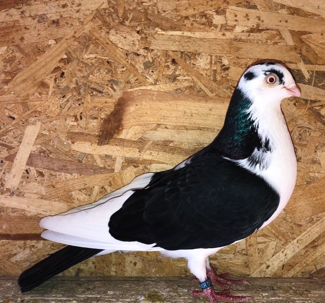 5171  mascul  2018 - Plecați ALBUM 3