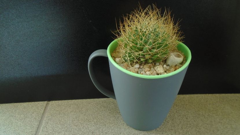 Mammillaria decipiens ssp. camptotricha - Cactusi 2020 - catalogare 3