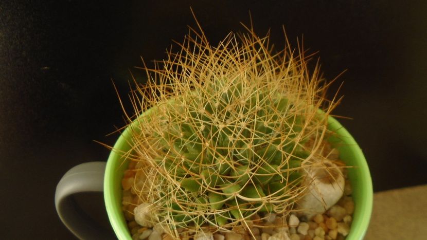Mammillaria decipiens ssp. camptotricha - Cactusi 2020 - catalogare 3