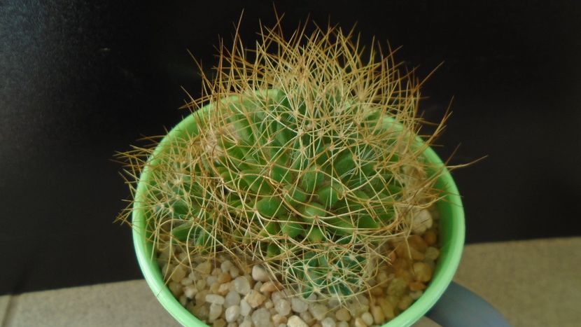Mammillaria decipiens ssp. camptotricha - Cactusi 2020 - catalogare 3
