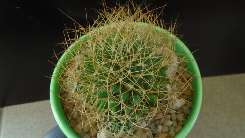 Mammillaria decipiens ssp. camptotricha - Cactusi 2020 - catalogare 3