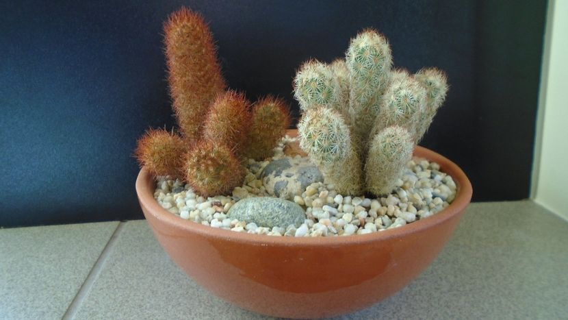 Mammillaria elongata & Mammillaria elongata cv Copper King - Cactusi 2020 - catalogare 3