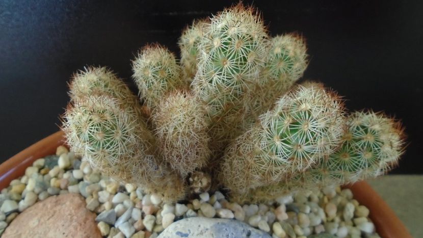 Mammillaria elongata - Cactusi 2020 - catalogare 3