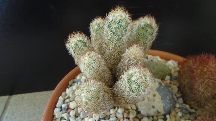 Mammillaria elongata - Cactusi 2020 - catalogare 3