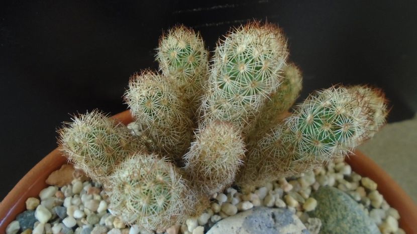 Mammillaria elongata - Cactusi 2020 - catalogare 3