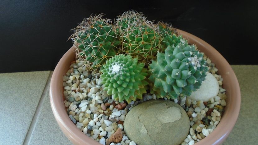 Mammillaria polythele cv. Stachellos & Mammillaria polythele ssp. obconella - Cactusi 2020 - catalogare 3