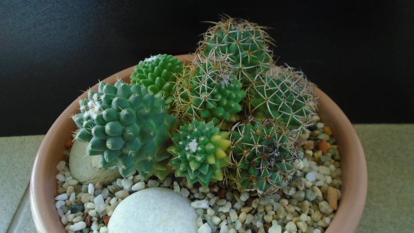 Mammillaria polythele cv. Stachellos & Mammillaria polythele ssp. obconella - Cactusi 2020 - catalogare 3